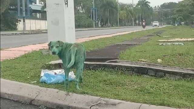 cane-verde-malaysia