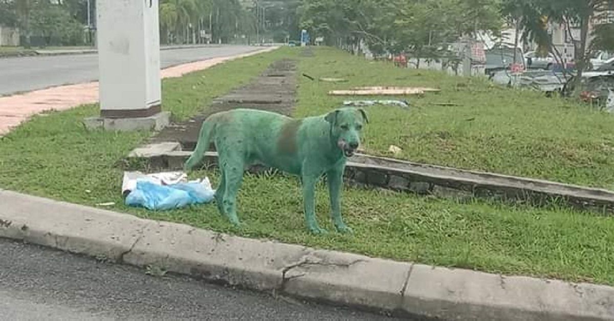 Malysia, cane verniciato di verde sulle strade di Subang Bestari