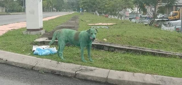 cane-verniciato