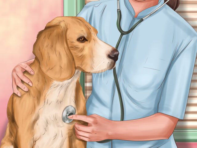 cane-veterinario