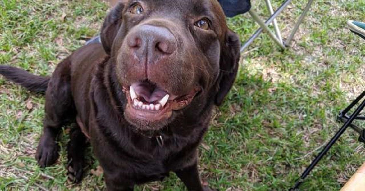 Cane si autoinvita a pranzo da una famiglia: ma il collare lo tradisce