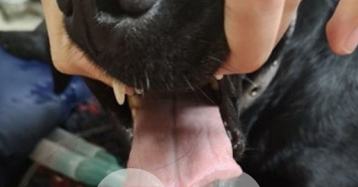 I rischi di lasciare un cane da solo e senza custodia