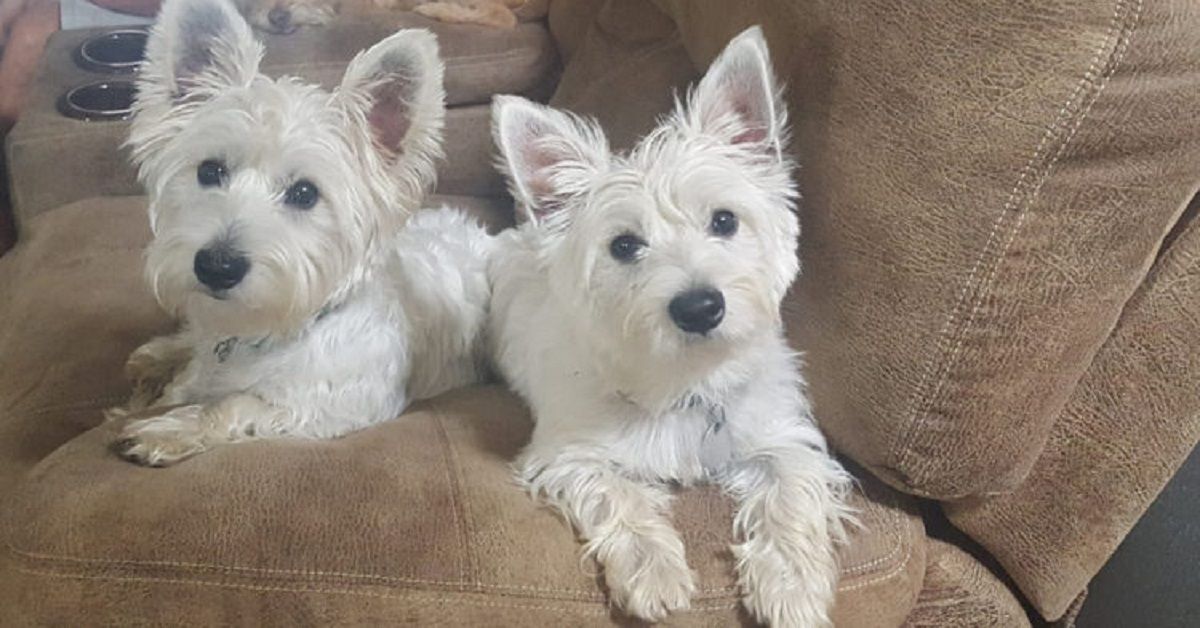Lascia il suo cane a casa, ma quando torna lo trova senza vita