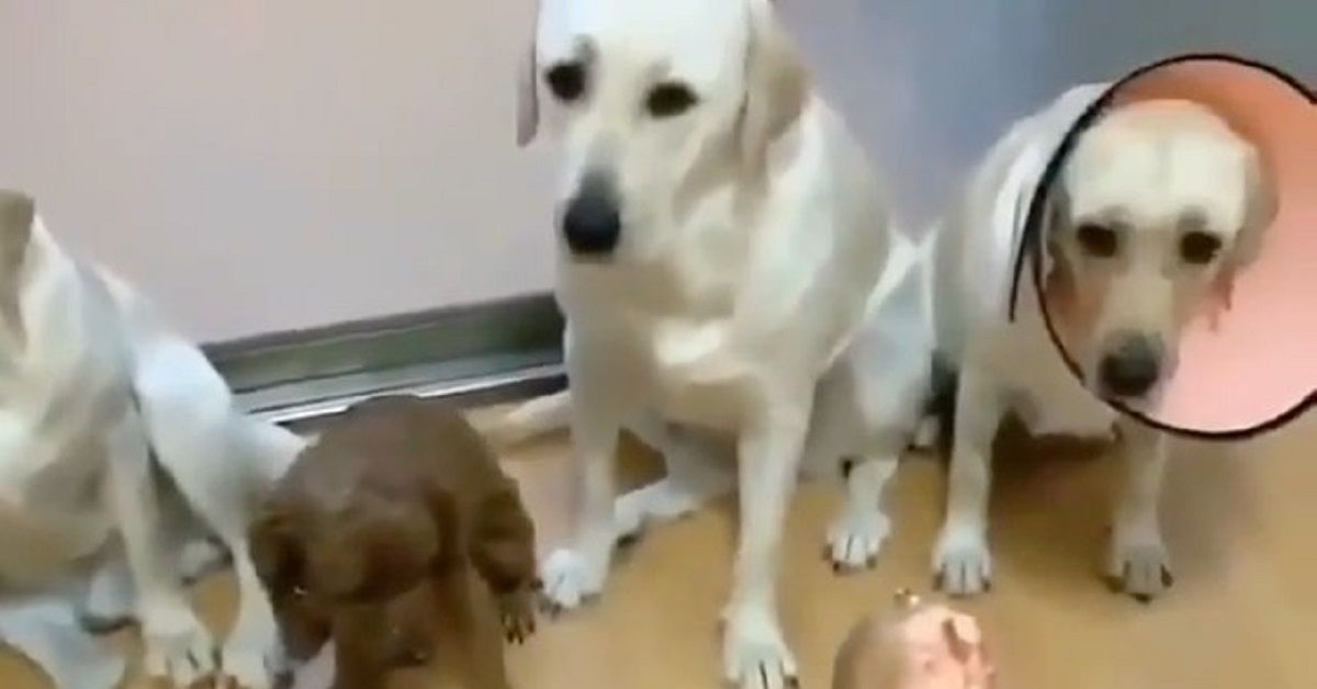 Il video del cane tradito dai suoi amici