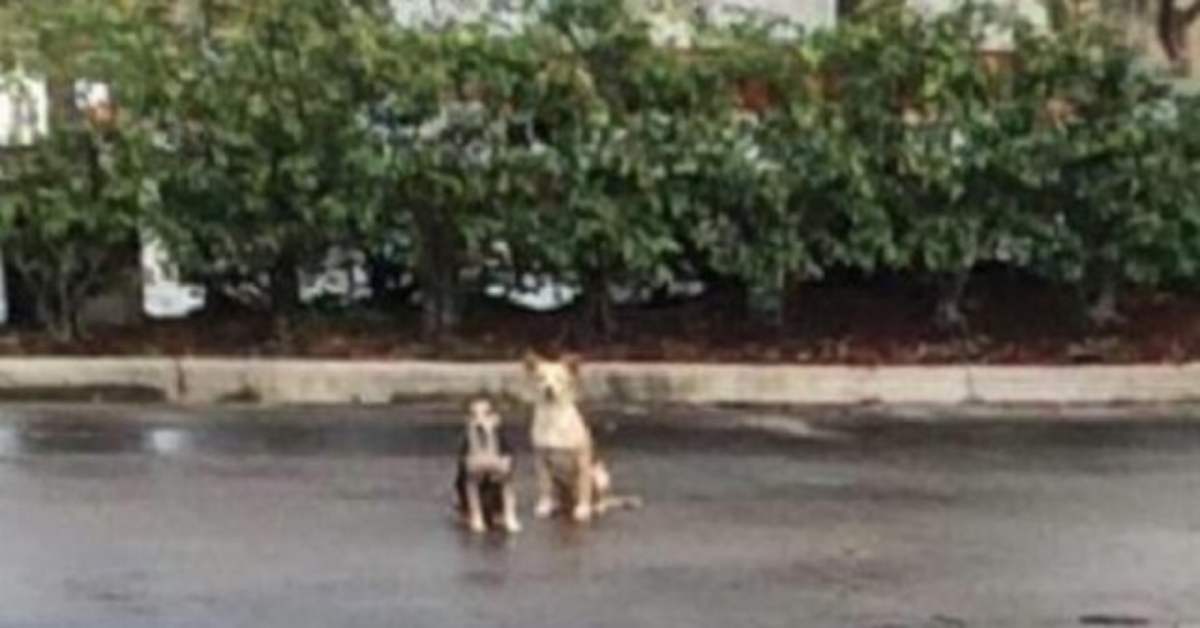 Due cani sono rimasti per settimane nel punto dove sono stati abbandonati