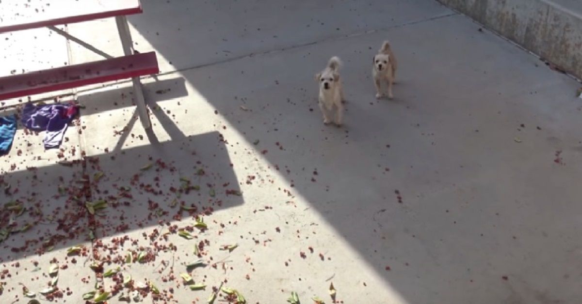 Cani migliori amici vengono salvati e si rifiutano di dividersi