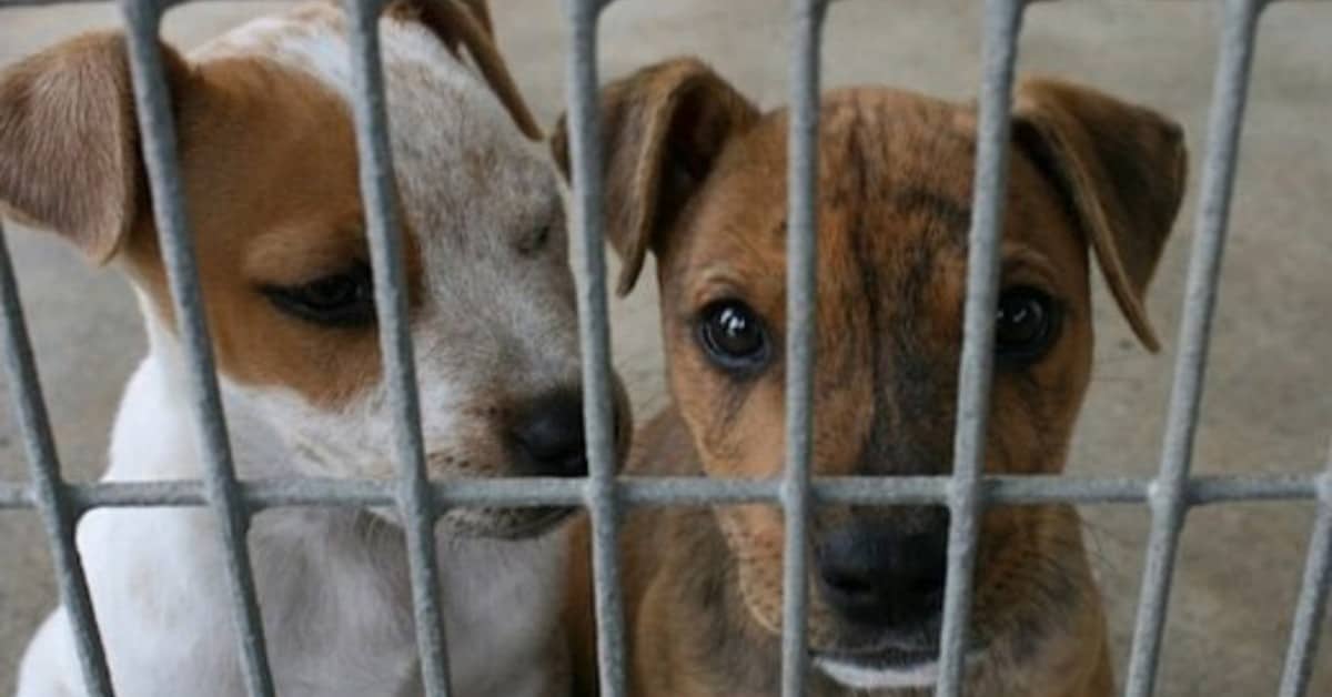 Senigallia, trovati cani rinchiusi in piccole gabbie, costretti a vivere in pessime condizioni