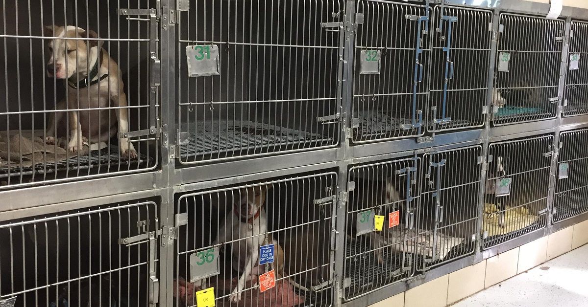 Donna va in un rifugio per adottare un cane e torna a casa con tre cuccioli