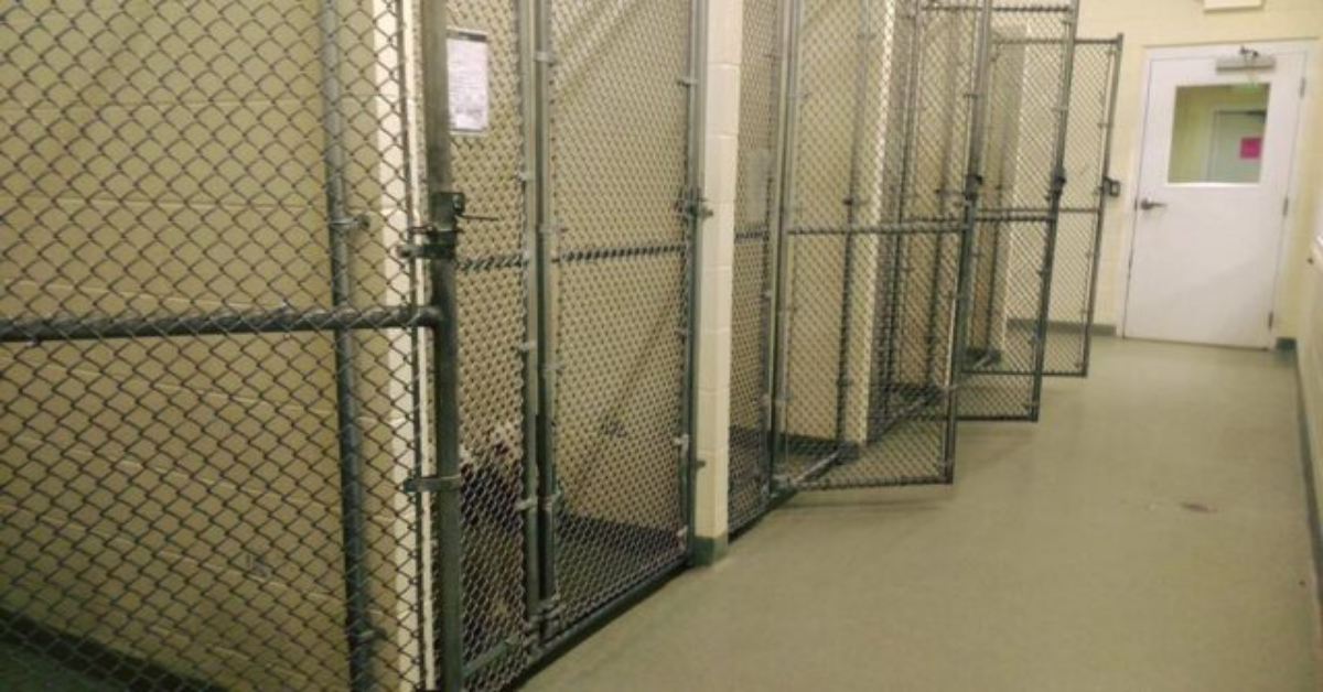 La storia di Capone, il cane che nessuno sceglieva