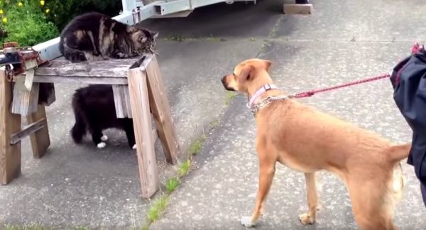 Il-gattino-che-difende-il-cagnolino