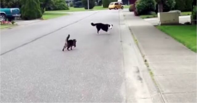 Il-gattino-che-difende-il-cagnolino 1