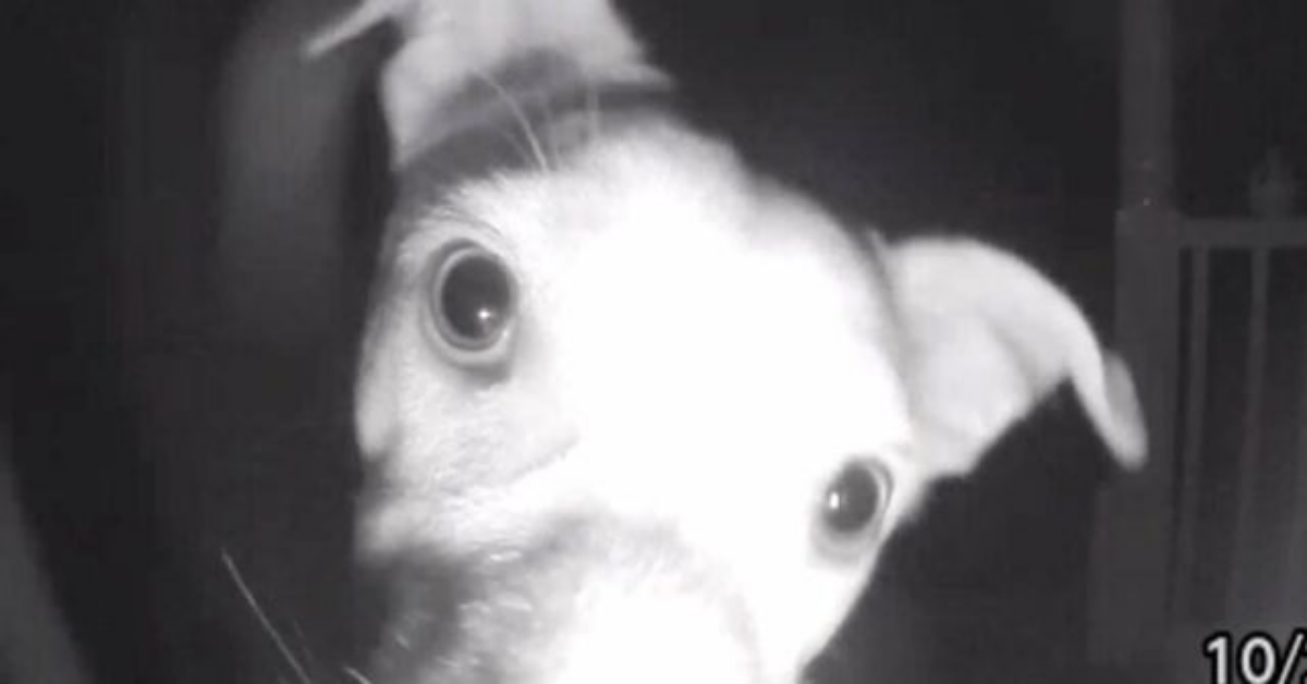 Cane rimasto chiuso fuori, cerca di suonare il campanello con il muso
