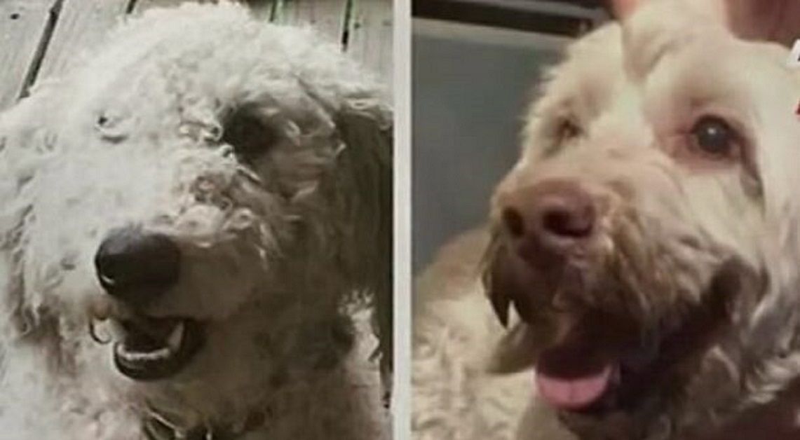Il cane scambiato