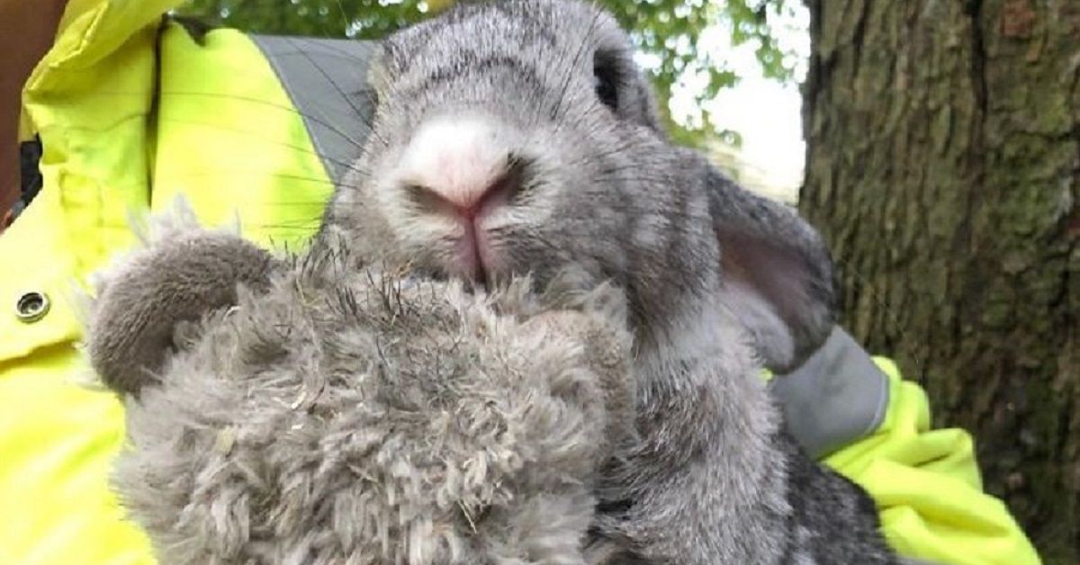 Soccorritori salvano un coniglietto abbracciato al suo peluche