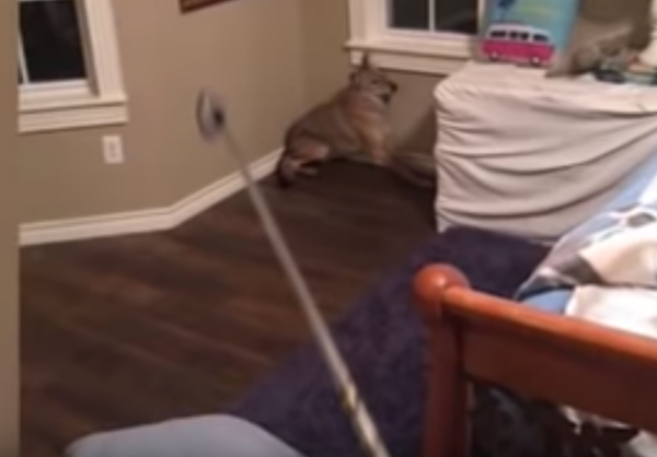 donna-trova-coyote-in-camera-da-letto