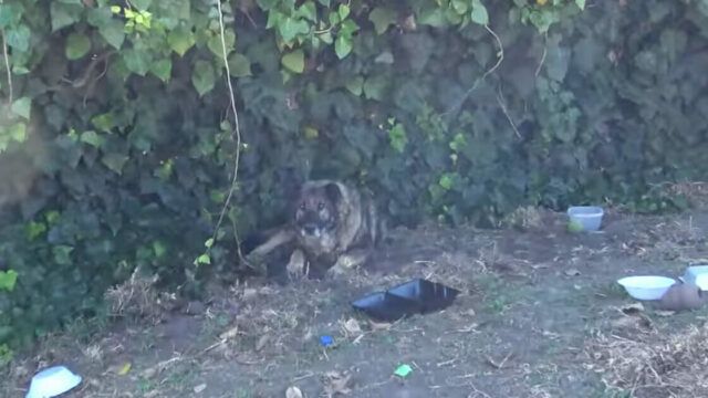 Grizzly-il-cane-abbandonato-perché-anziano