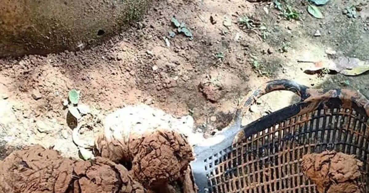Uomo salva cinque cuccioli ricoperti di fango intrappolati in un pozzo