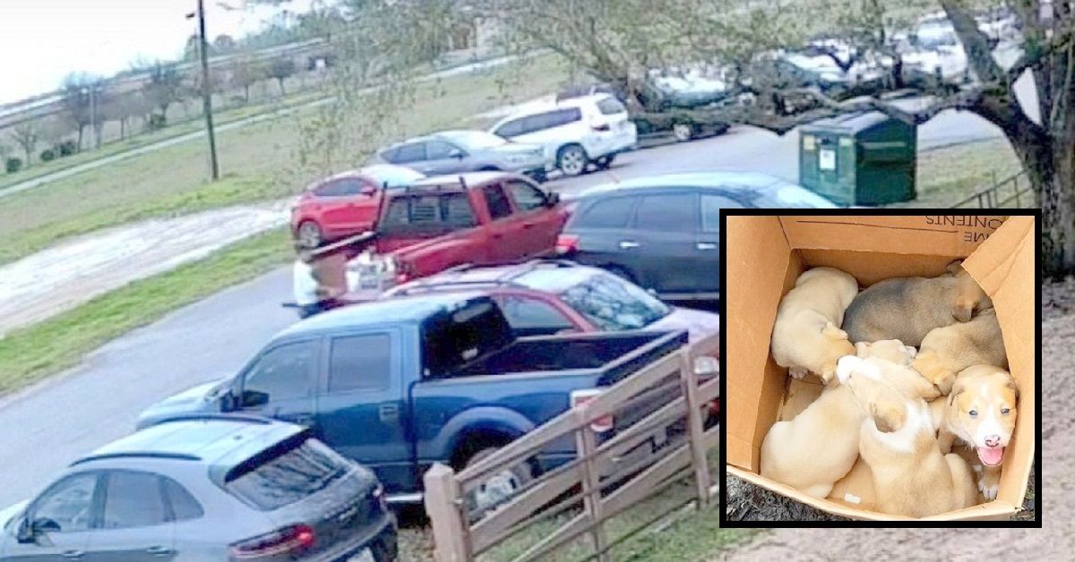 Telecamera immortala donna che scarica una scatola di cuccioli dal camion prima di andarsene