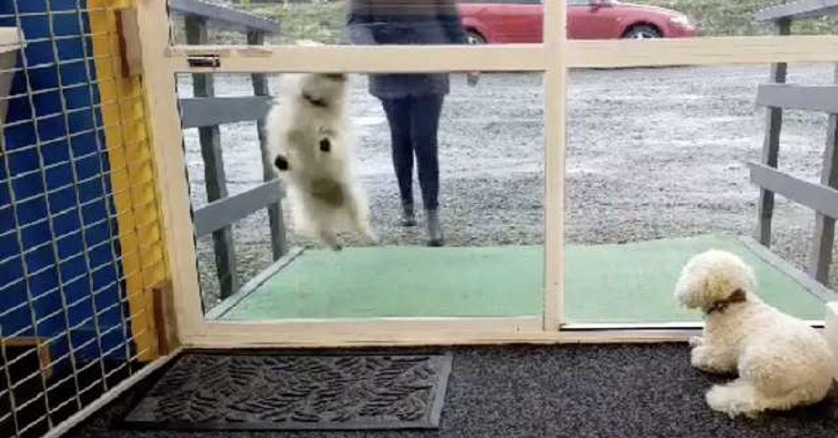 Telecamera nascosta immortala dei cuccioli all’arrivo all’asilo dei cani