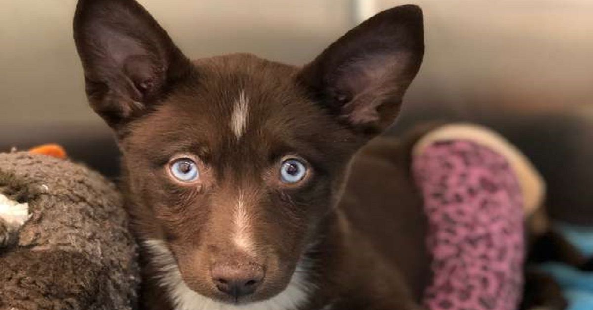 Cucciolo abbandonato solo perché si era rotto una zampa