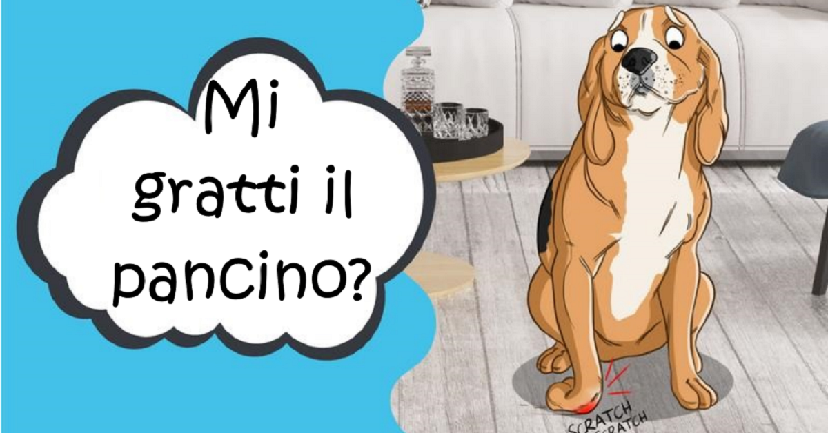 Perché il cane muove la zampa quando gli gratti la pancia