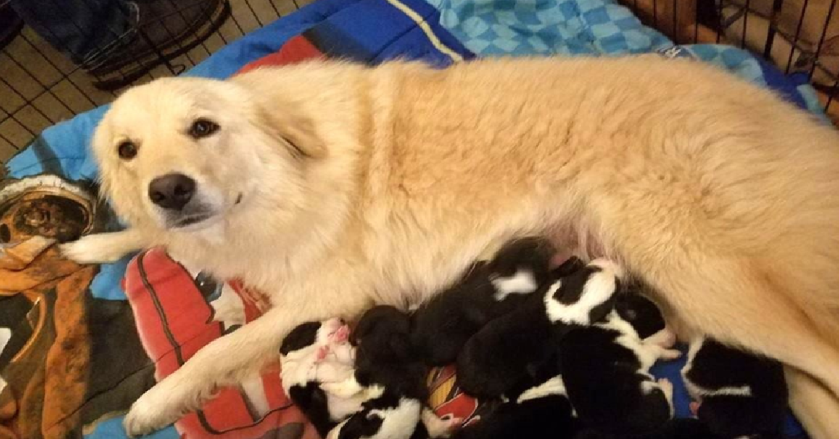 Mamma Daisy