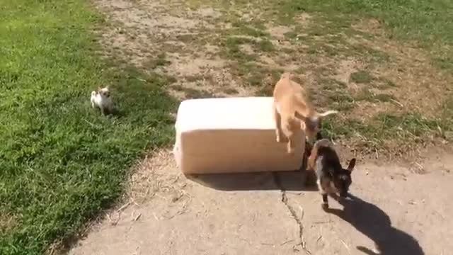 l'amicizia-speciale-nata-tra-Lola-e-le-due-caprette
