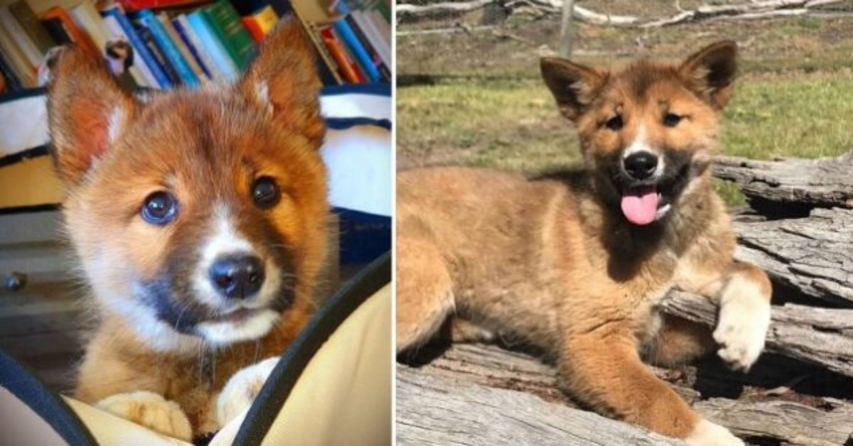 Donna australiana trova uno strano animale nel suo giardino. Poi scopre che si trattava di un Dingo.