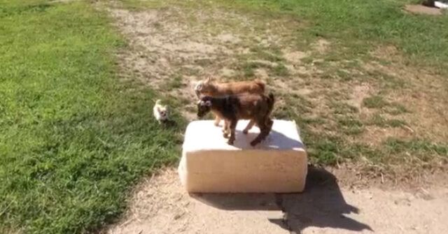 l'amicizia-speciale-nata-tra-Lola-e-le-due-caprette 1