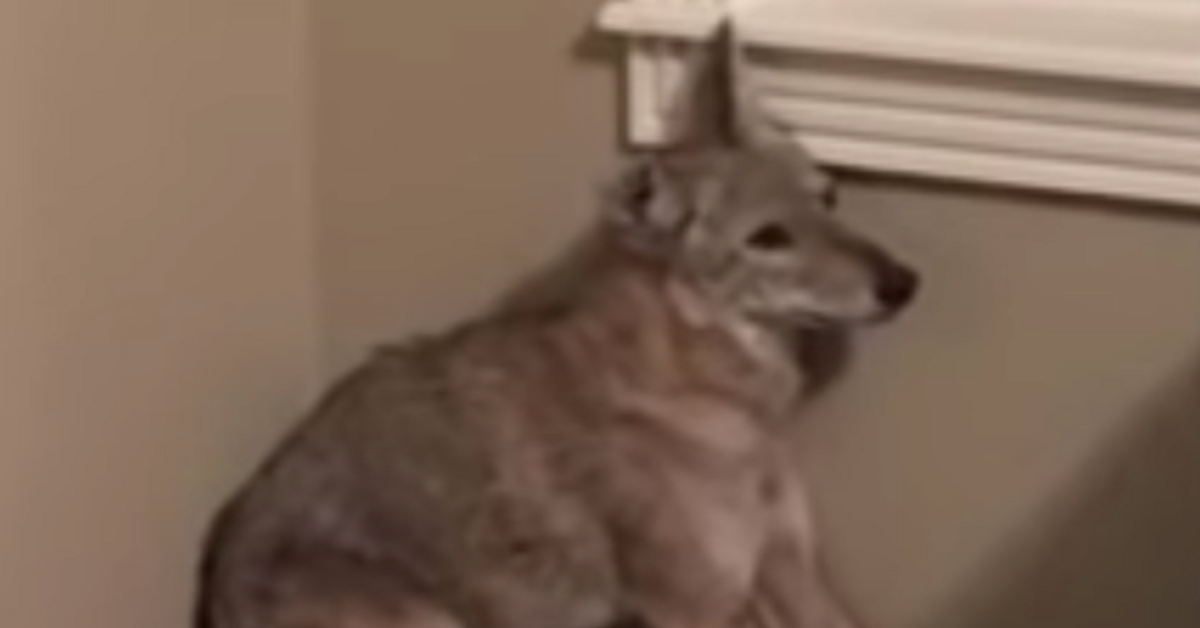 Donna trova coyote in camera da letto