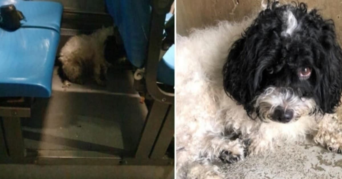 Filippo, il cagnolino trovato nascosto tra i sedili del bus, cerca casa