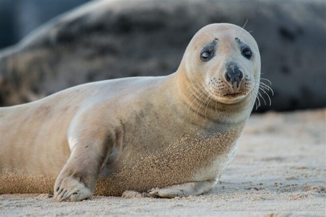 foca