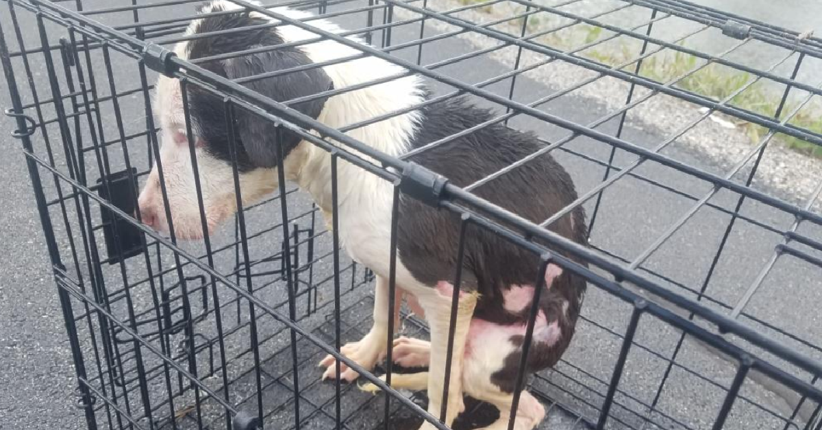 Fritz adotta il cane che galleggiava nel lago