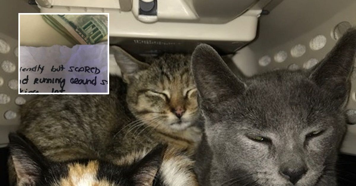 Gatti scaricati in un rifugio con 200 dollari e un bigliettino