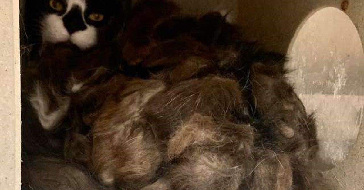 Famiglia trasloca e trova nella nuova casa il gatto più furioso di tutti i tempi
