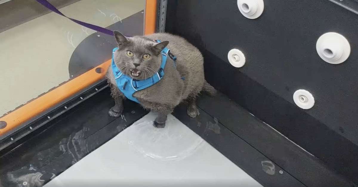 Gatto cicciottello rifiuta di fare il tapis roulant