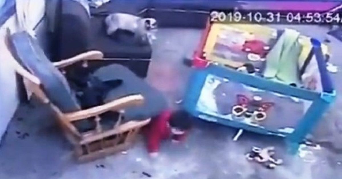 Gatto salta appena in tempo per evitare che un piccolo cada dalle scale