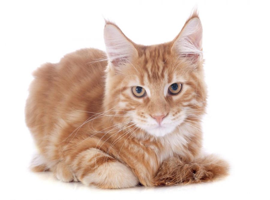 gatto5