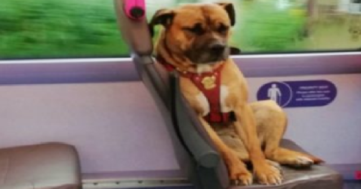 Gemma trova un cane sul bus e pubblica la sua foto