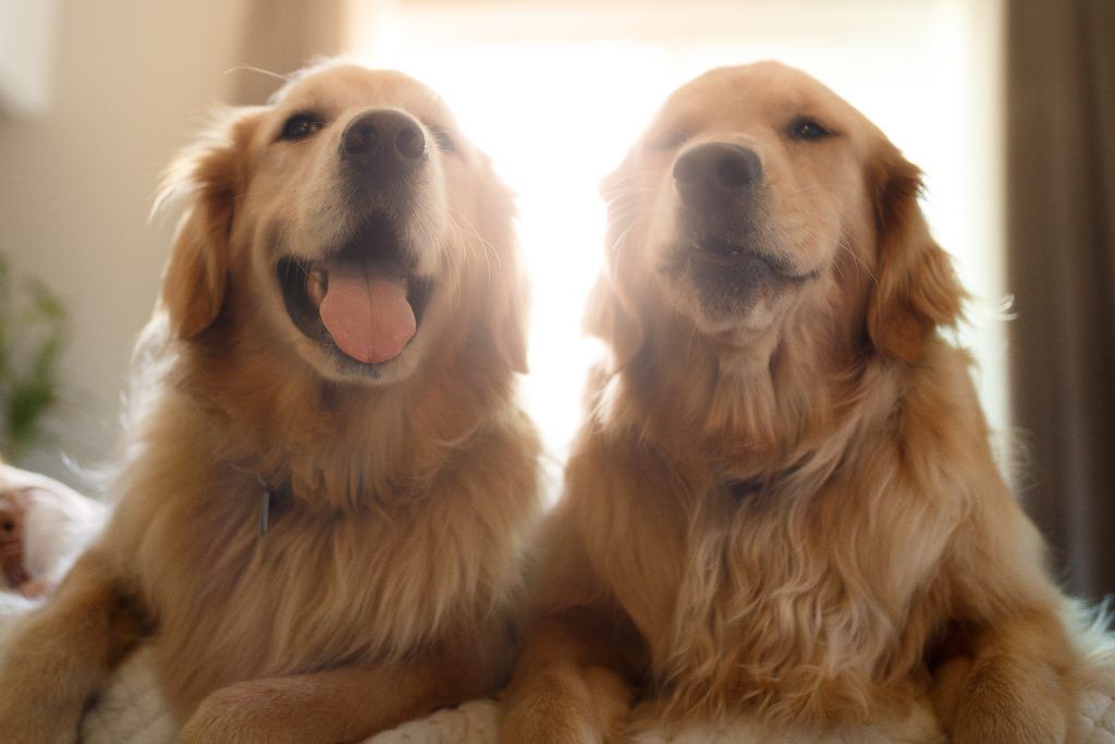 golden-retrievers