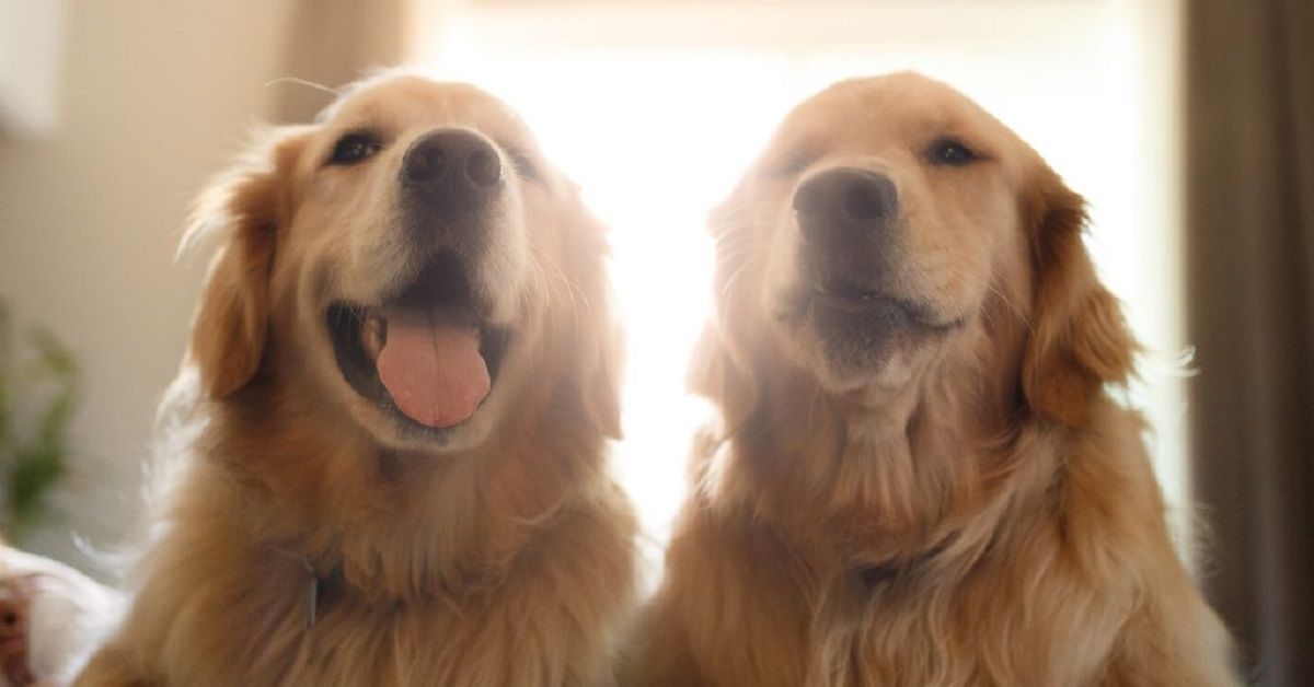 Cercasi dogsitter nel quartiere londinese Kensington per 2 golden retrievers