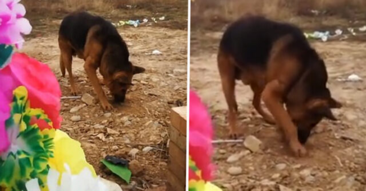 Quando la fedeltà di un cane va oltre la morte