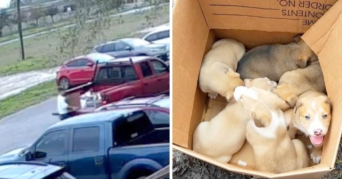 I cuccioli abbandonati i mezzo al parcheggio