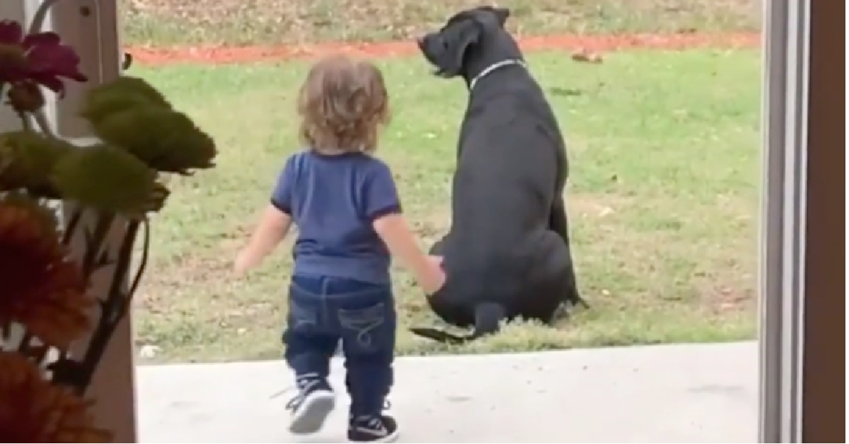 Il bimbo e il suo abbraccio al cane