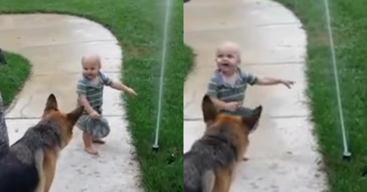 Il cane che ha paura del getto d’acqua