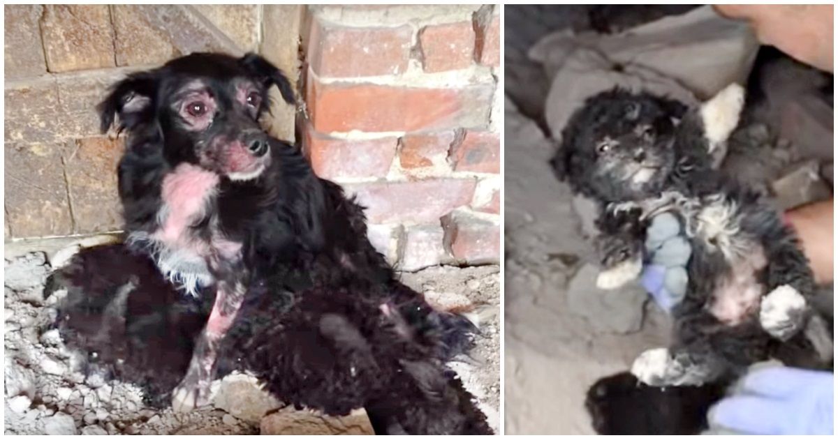 Il salvataggio della cagnolina e dei suoi cuccioli