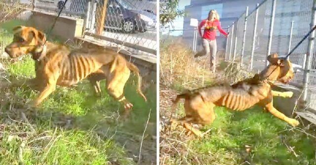 il-salvataggio-di-Hanako-la-cagnolina-abbandonata-vicino-lautostrada