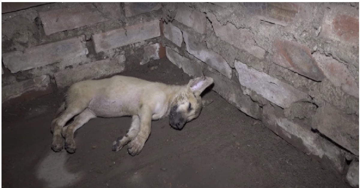 Polly il cucciolo che più dormiva e più guariva.