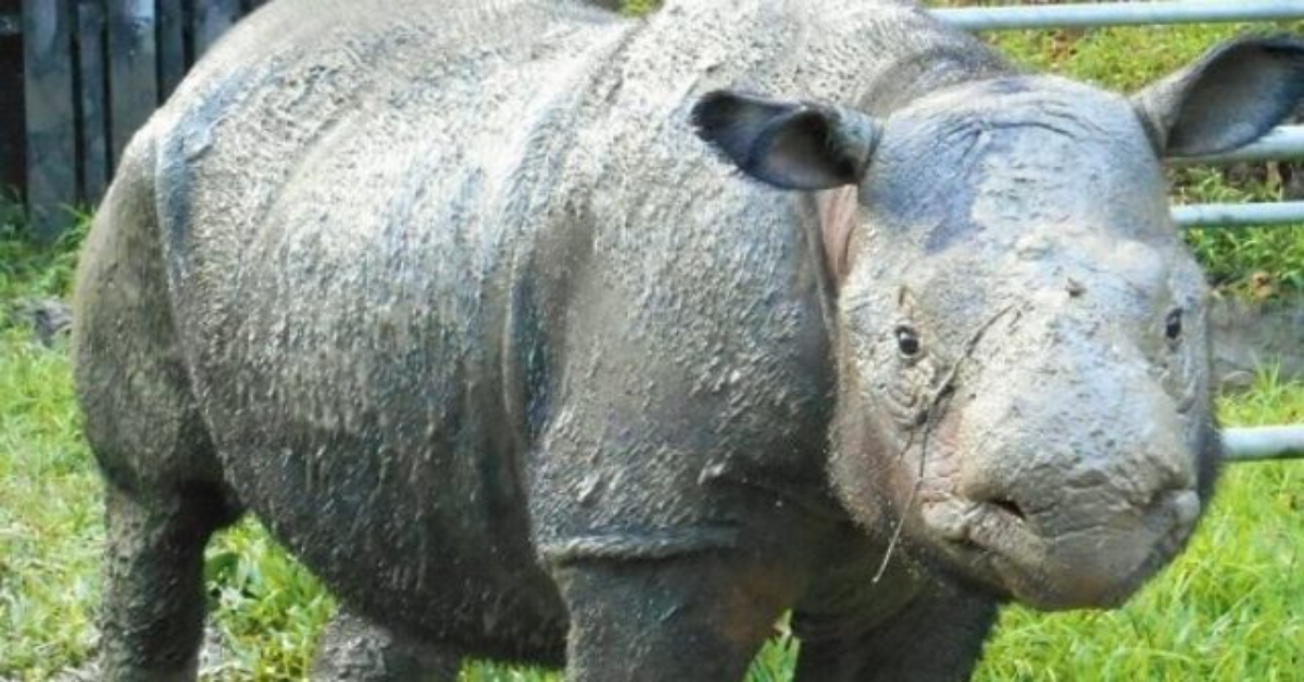 Si è spento Iman, l’ultimo esemplare femmina di rinoceronte di Sumatra