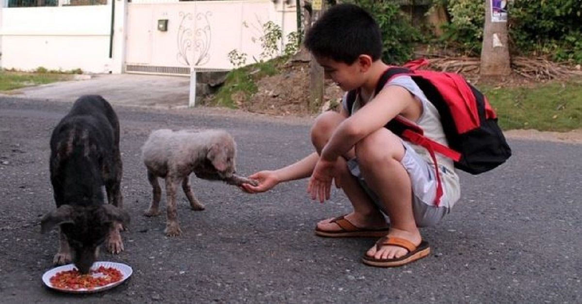 A 9 anni bambino usa i suoi risparmi per comprare cibo per i cani randagi